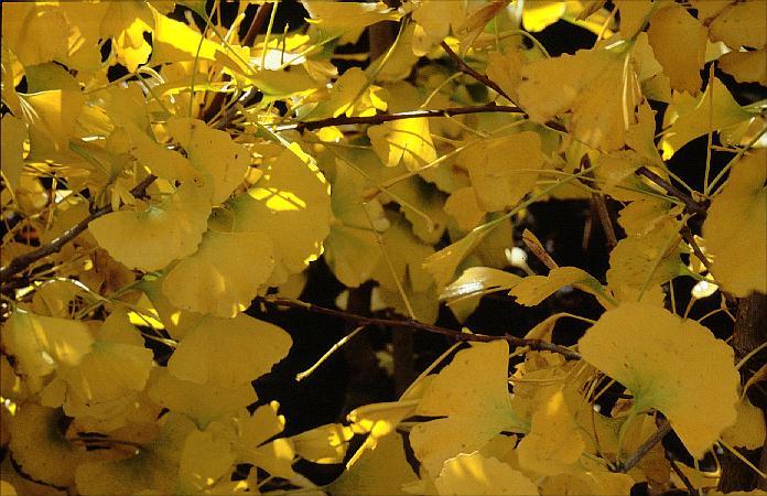 Ginkgo biloba 'Santa Cruz'