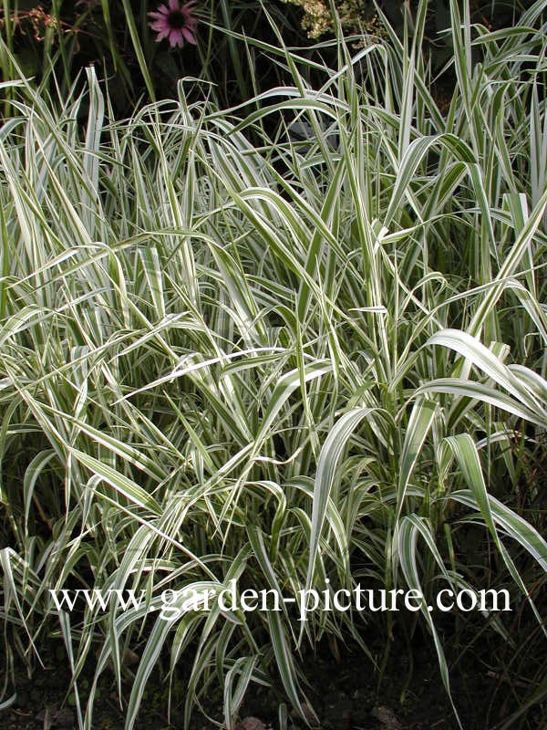 Glyceria maxima 'Variegata'