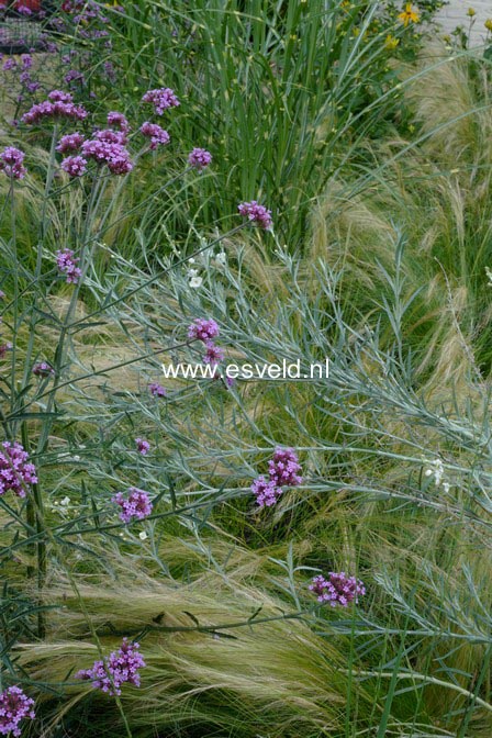 Gomphostigma virgatum