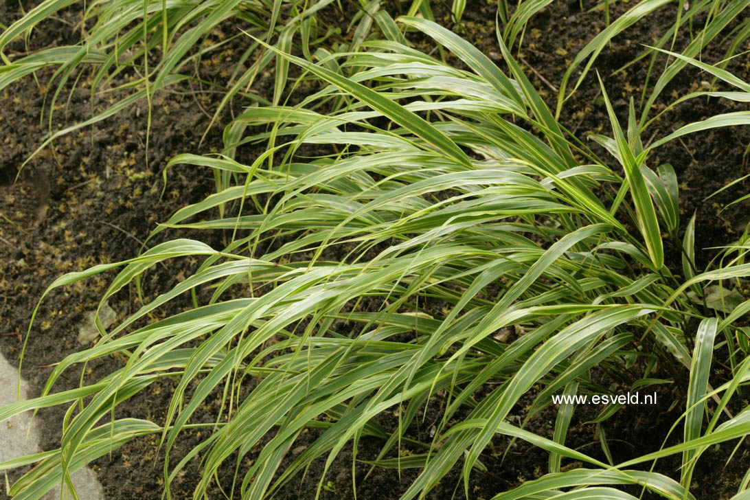 Hakonechloa macra 'Albostriata'