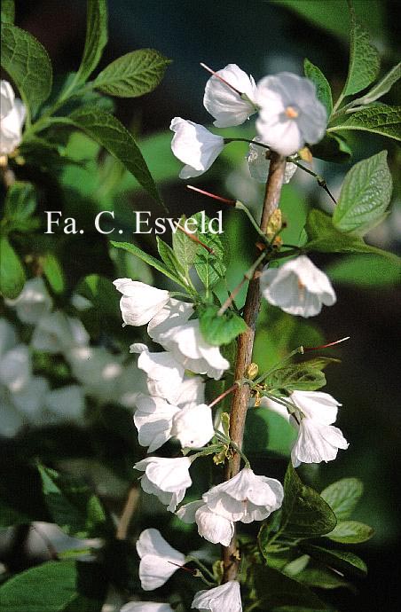 Halesia carolina 'Uconn Wedding Bells'