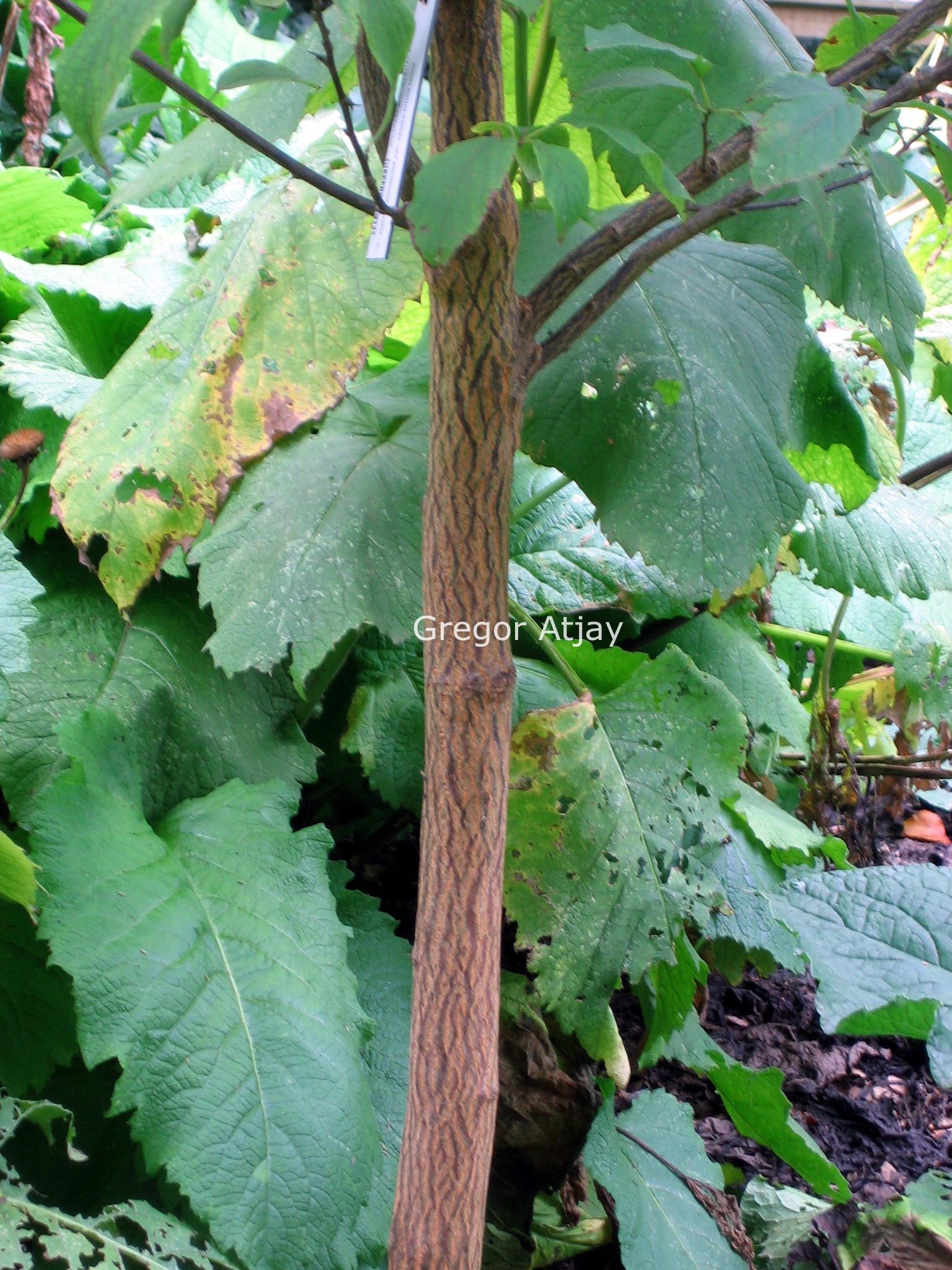 Halesia monticola rosea