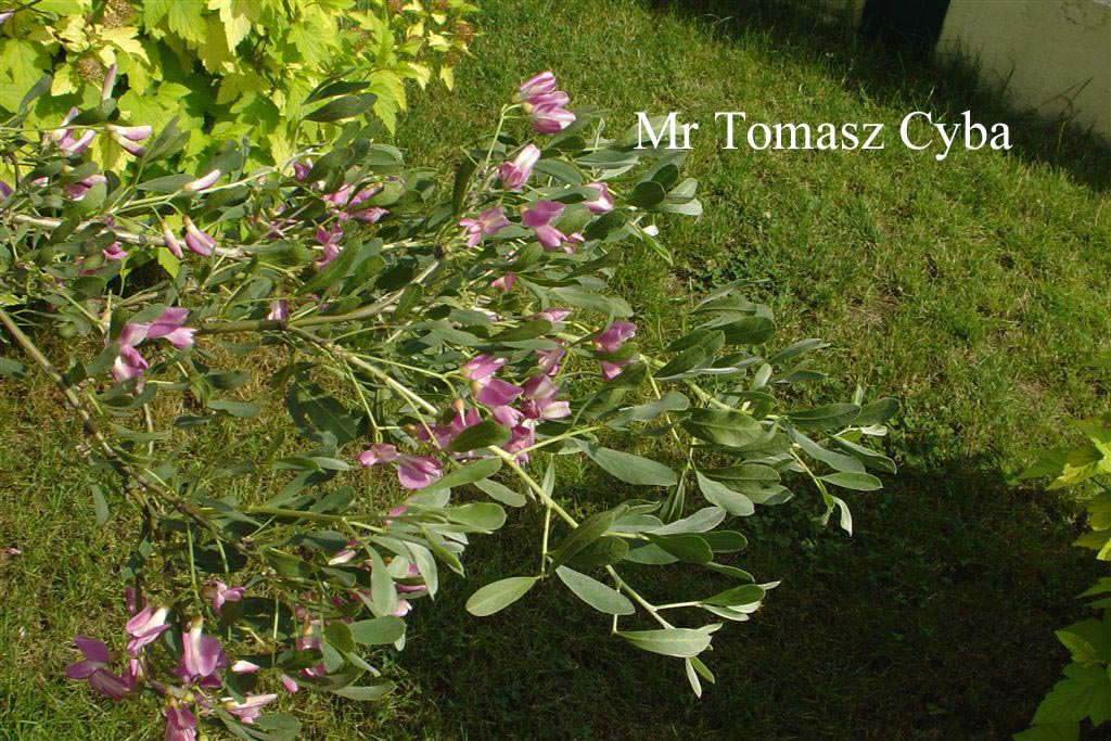 Halimodendron halodendron