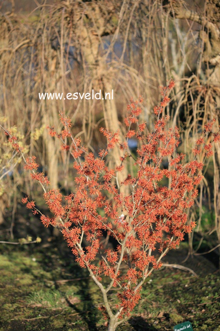 Hamamelis intermedia 'Alexander'