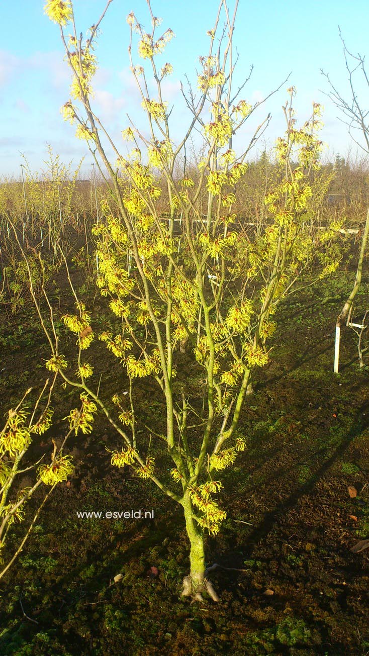 Hamamelis intermedia 'Amanon'