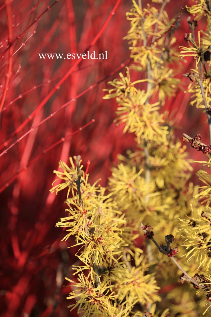 Hamamelis intermedia 'Anne'