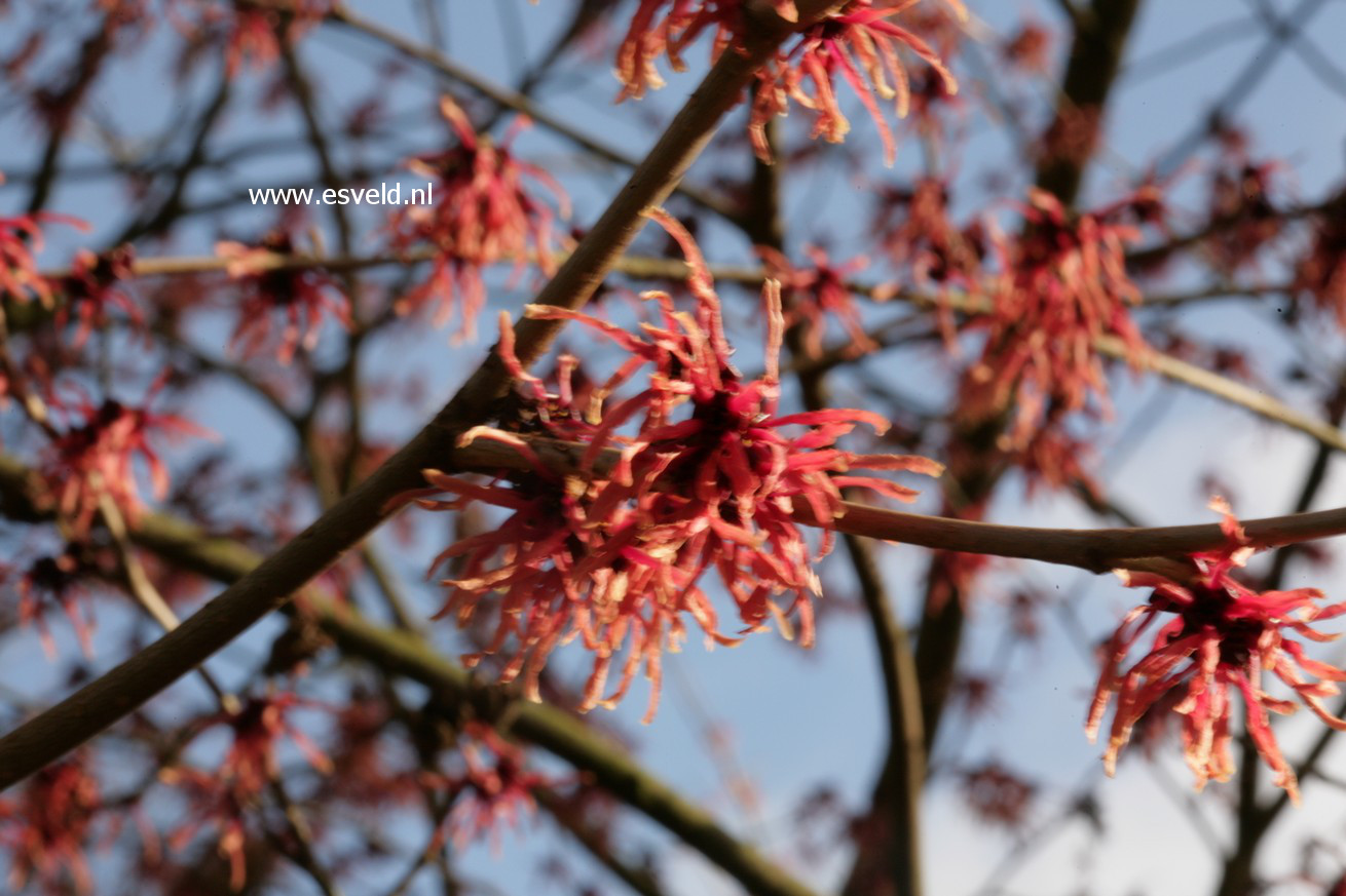 Hamamelis intermedia 'Antoine Kort'