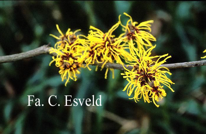 Hamamelis intermedia 'Barmstedt Gold'