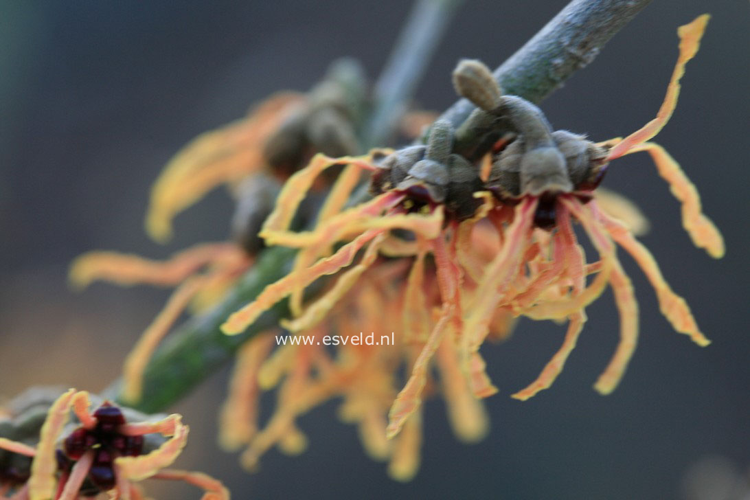 Hamamelis intermedia 'Bernstein'