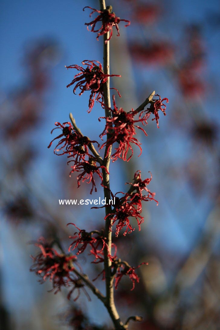 Hamamelis intermedia 'Birgit'