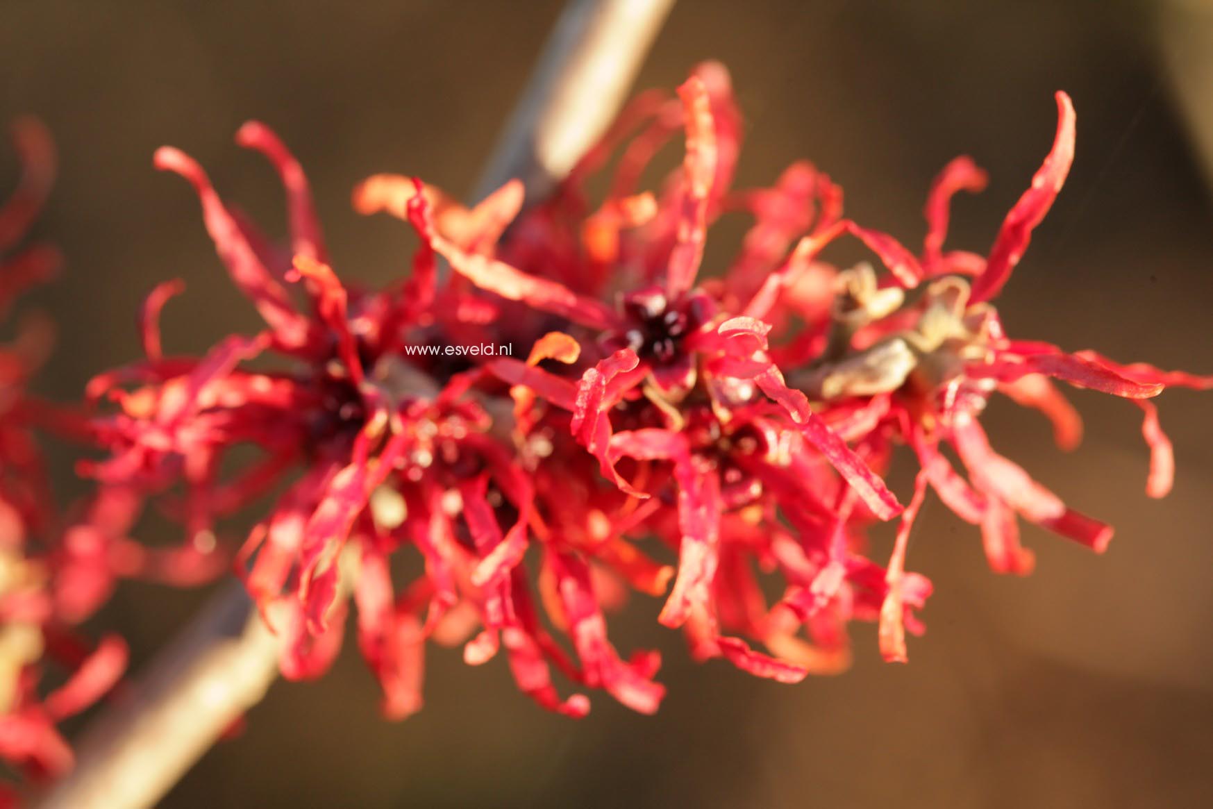 Hamamelis intermedia 'Chantal'