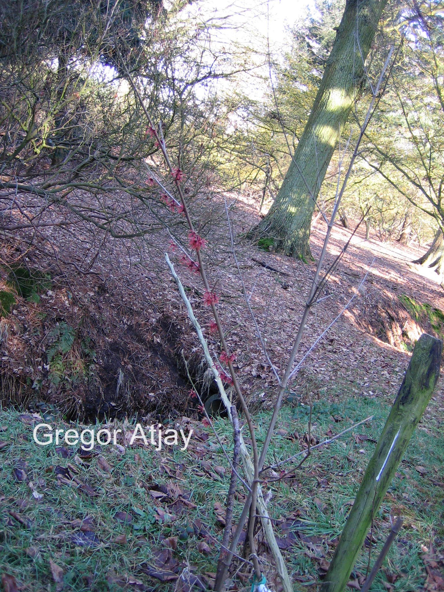 Hamamelis intermedia 'Danny'