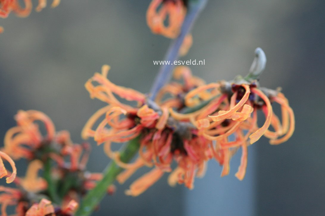 Hamamelis intermedia 'Frederic'