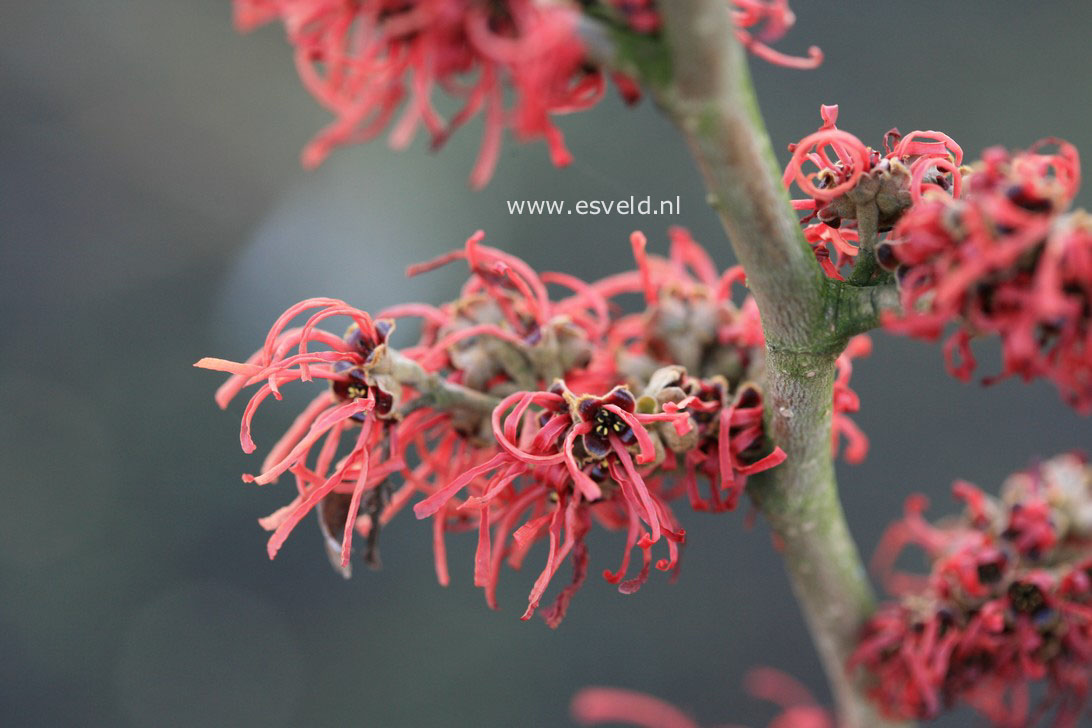 Hamamelis intermedia 'Georges'