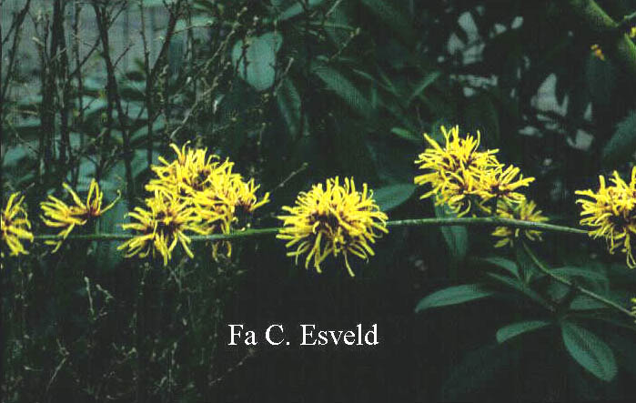 Hamamelis intermedia 'Gimborn's Perfume'