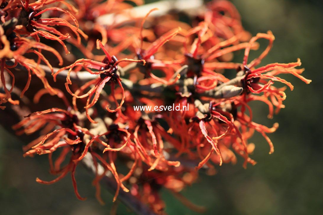Hamamelis intermedia 'Gingerbread'