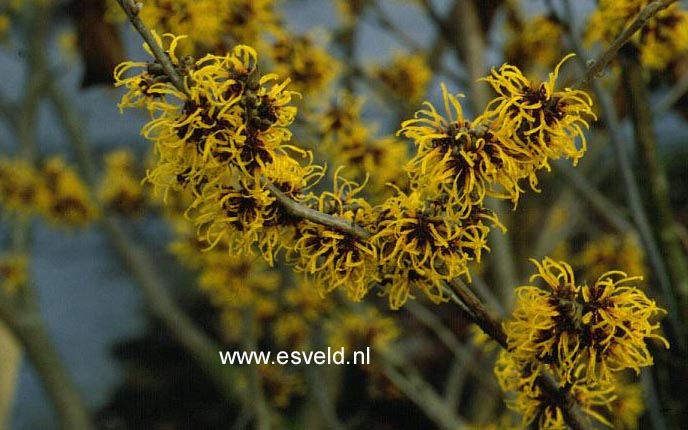 Hamamelis intermedia 'Harlow Carr'
