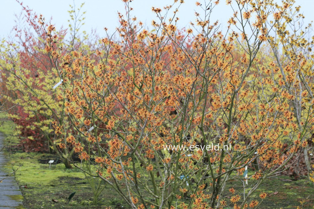 Hamamelis intermedia 'Harry'