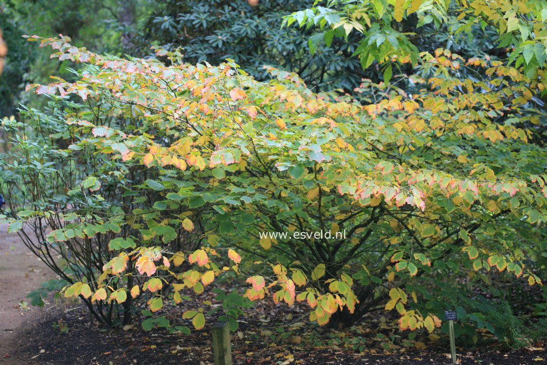 Hamamelis intermedia 'Hiltingbury'