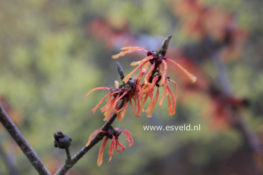 Hamamelis intermedia 'Jelena' (select)