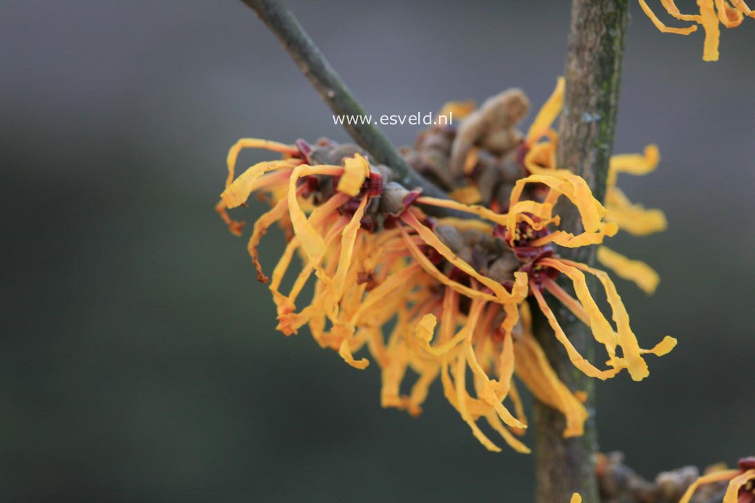 Hamamelis intermedia 'John'