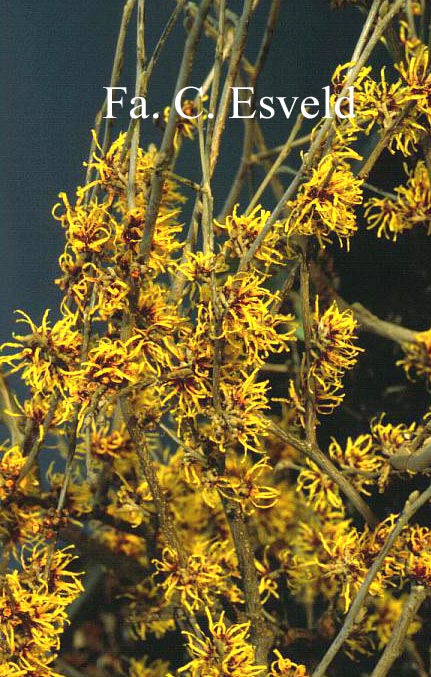Hamamelis intermedia 'Orange Beauty'
