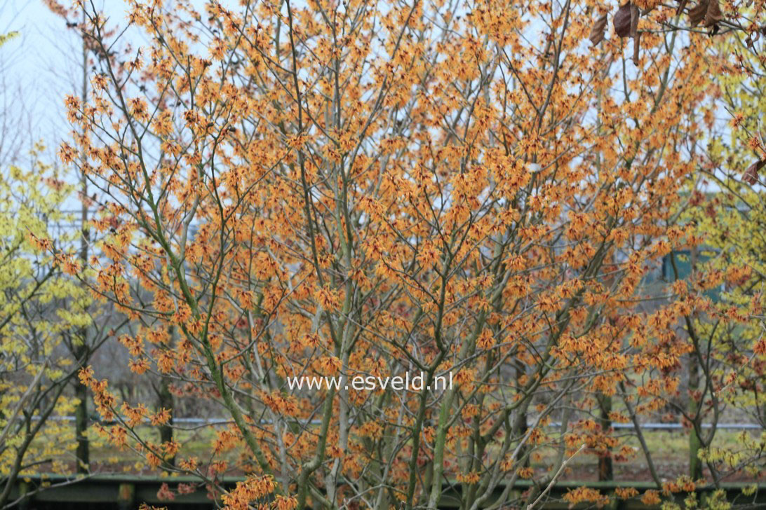 Hamamelis intermedia 'Orange Peel'