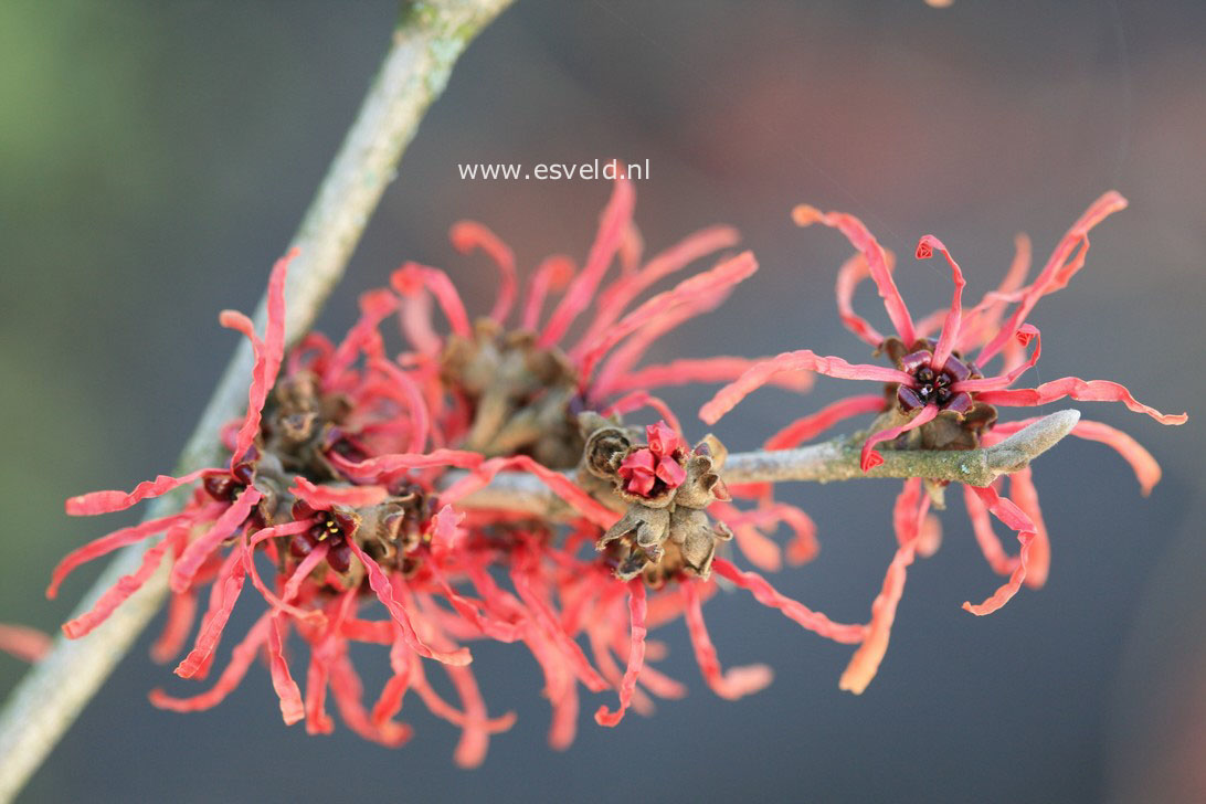 Hamamelis intermedia 'Robert'