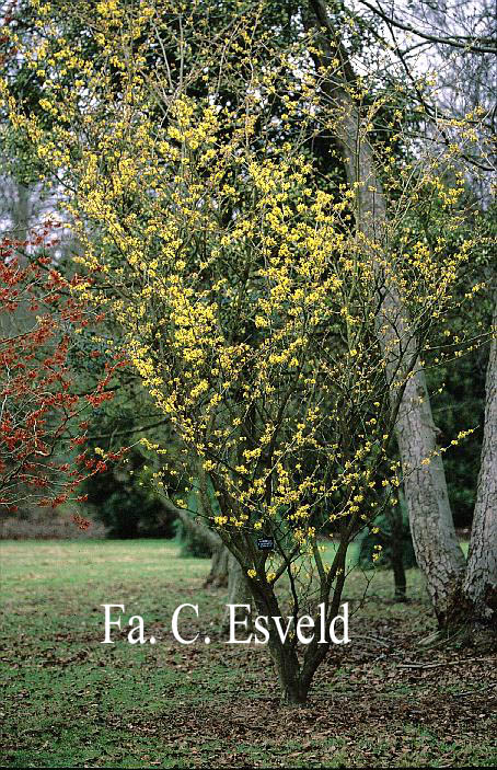 Hamamelis intermedia 'Sunburst'