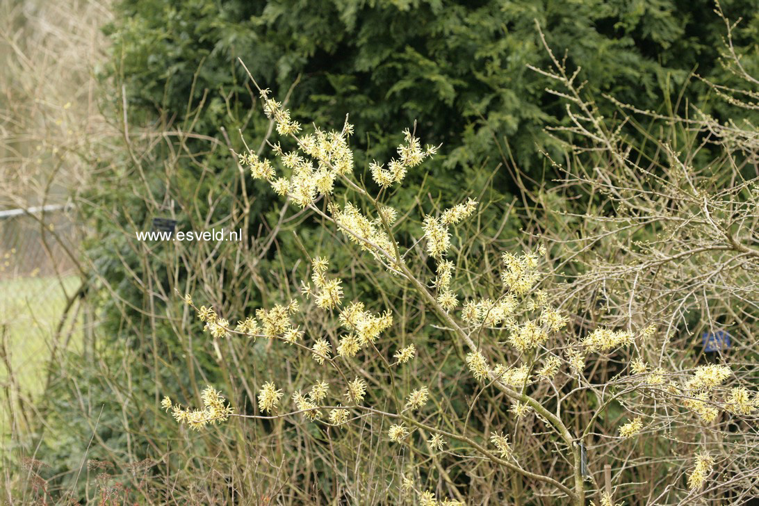 Hamamelis intermedia 'Wiero'