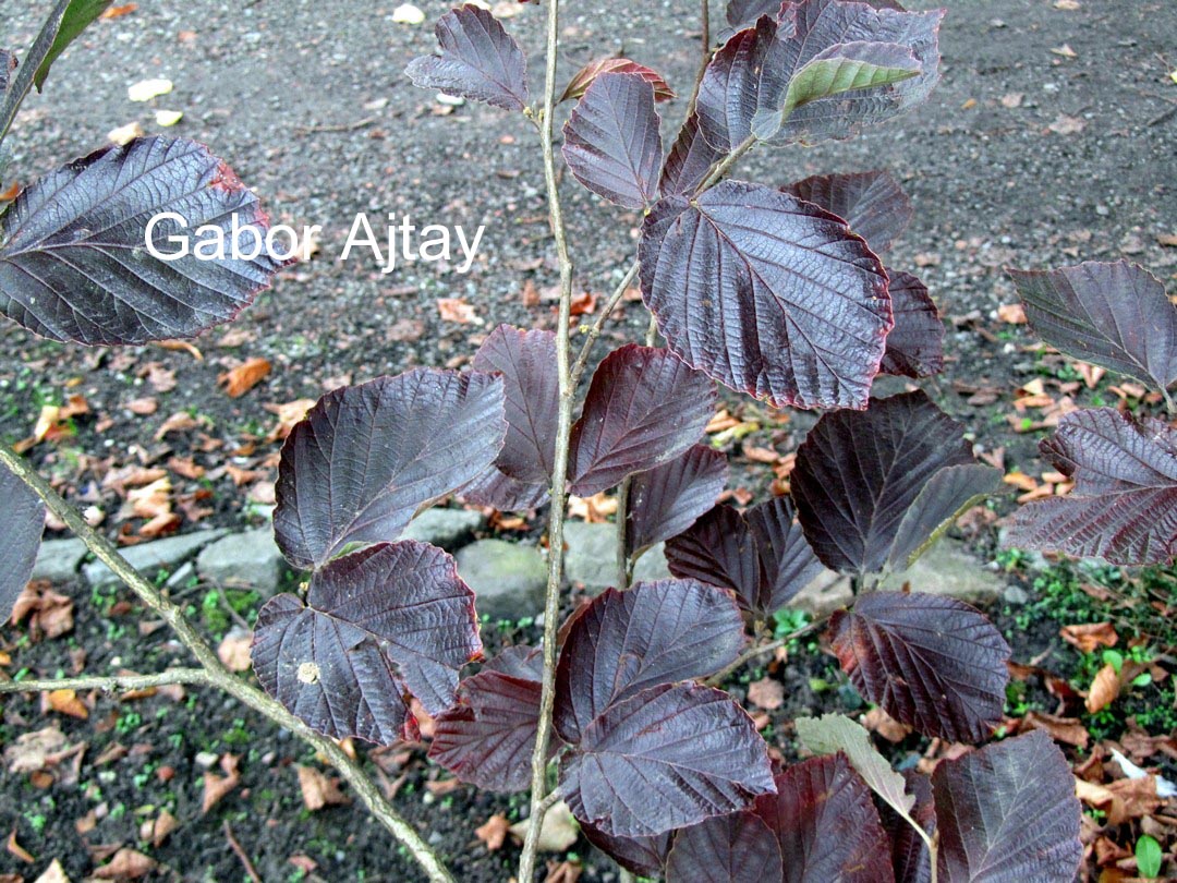 Hamamelis intermedia 'Yamina'