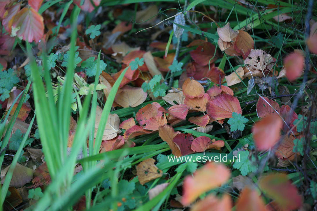 Hamamelis intermedia