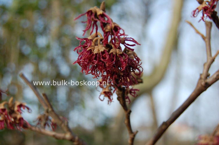Hamamelis vernalis 'Amethyst'