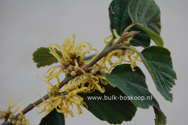 Hamamelis virginiana var. mexicana