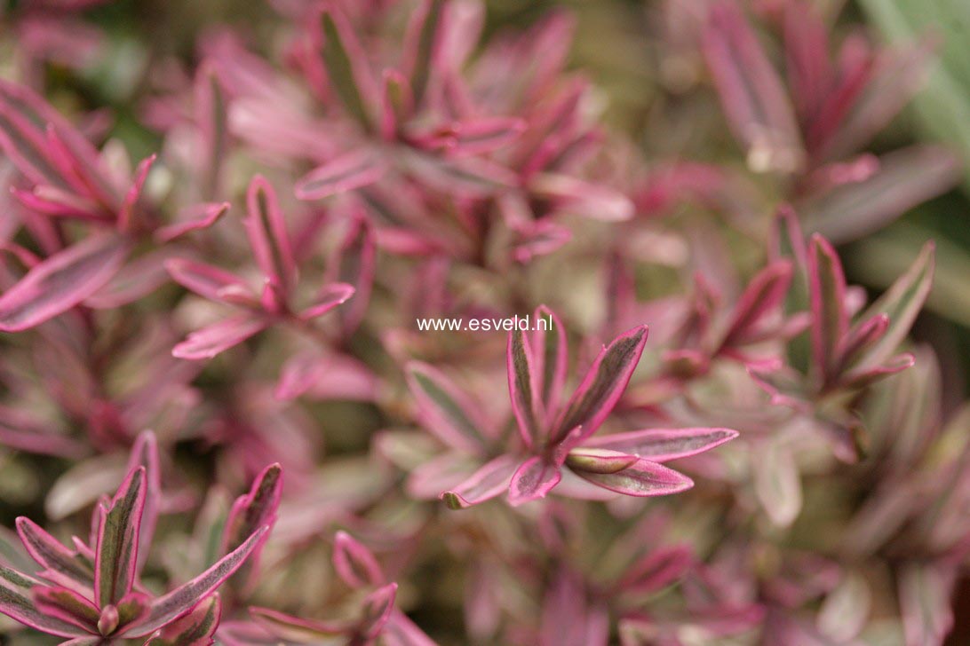 Hebe 'Heartbreaker'