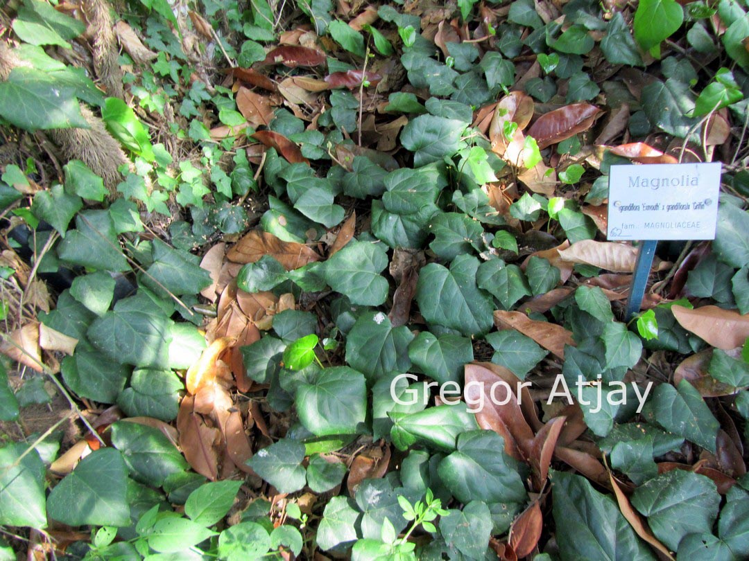 Hedera colchica 'Dentata'