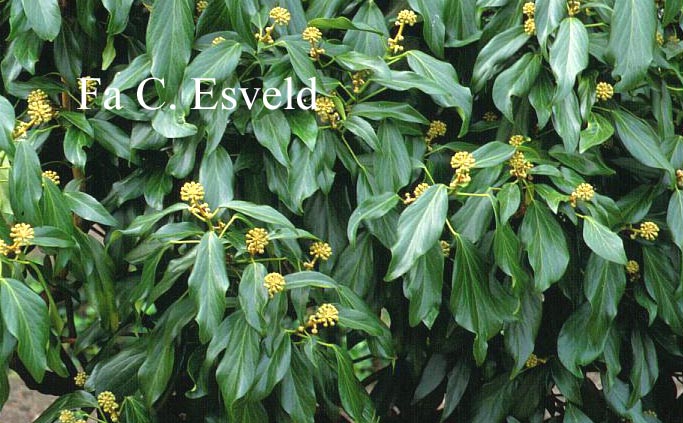 Hedera colchica 'Fall Favourite'