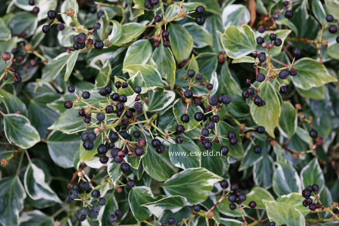 Hedera helix 'Cavendishii' (ICE CREAM)