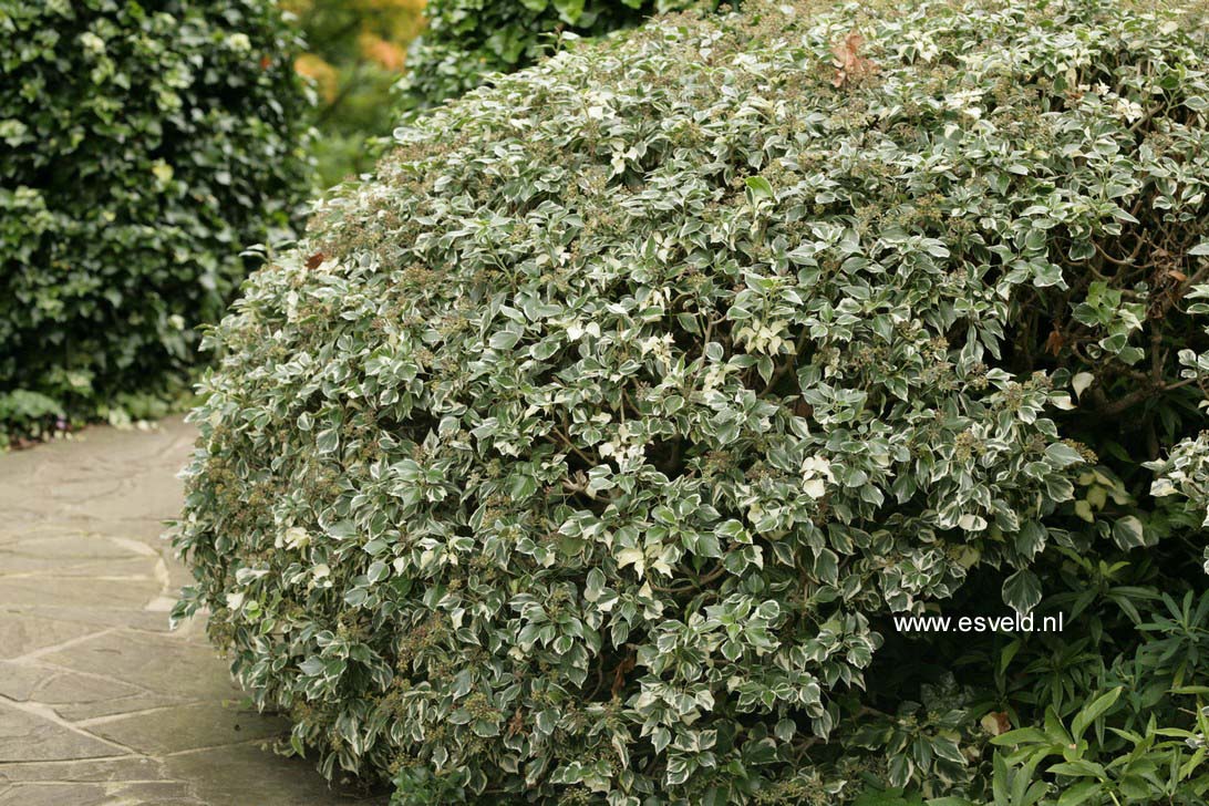 Hedera helix 'Marginata Elegantissima'