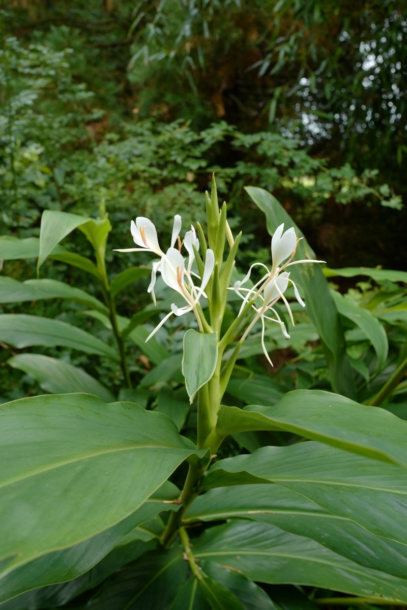 Hedychium spicatum
