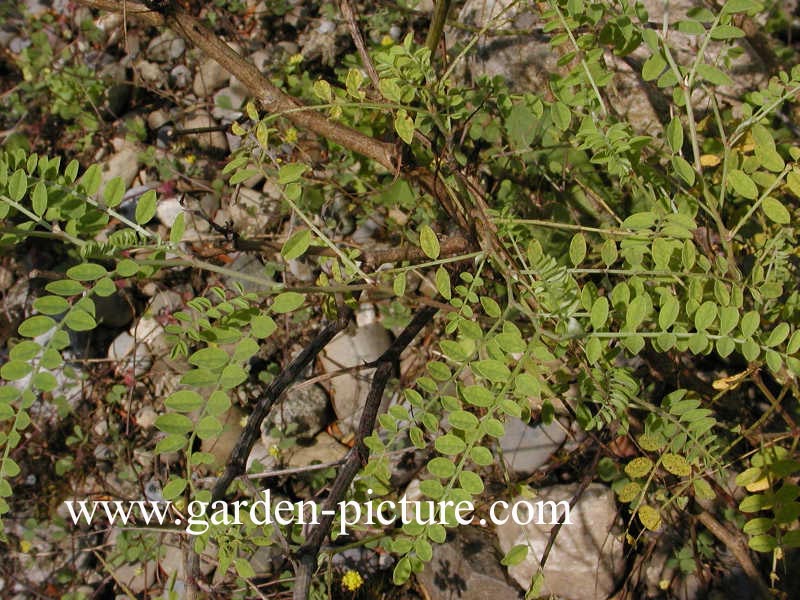 Hedysarum multijugum