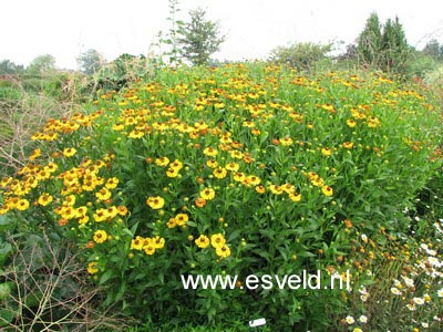 Helenium 'Can Can'