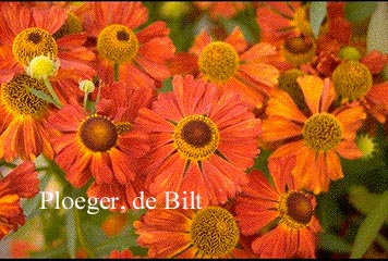 Helenium 'Flammenspiel'