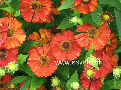 Helenium 'Indianersommer'