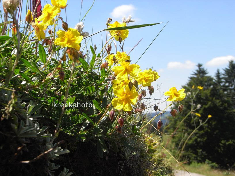 Helianthemum nummularium