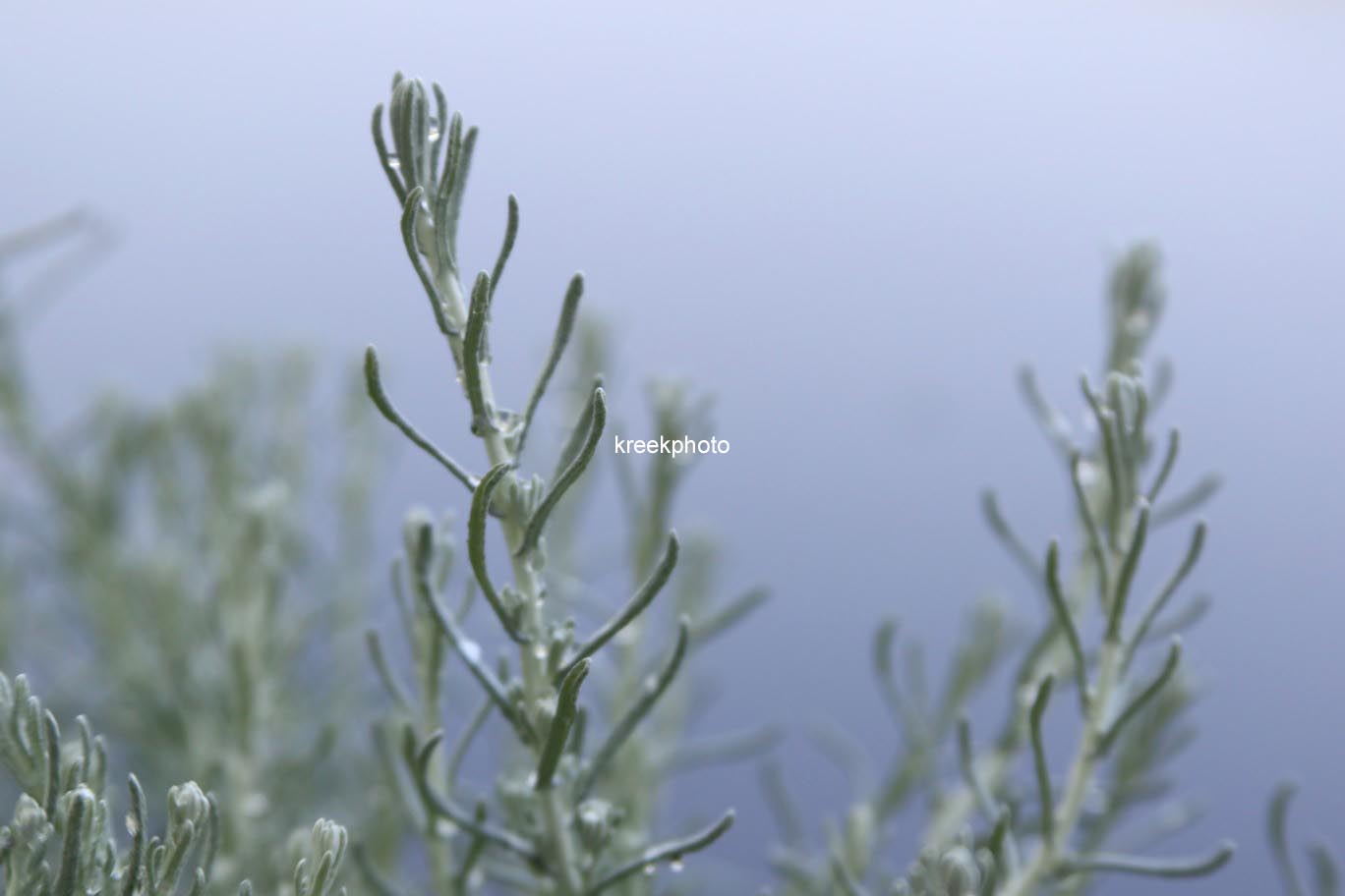 Helichrysum italicum 'Silberzwerg'