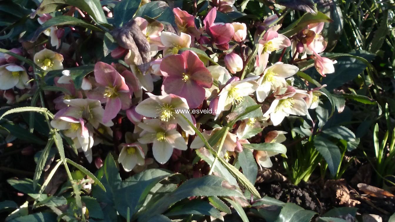 Helleborus 'Winter Sunshine'
