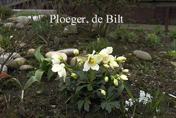 Helleborus niger