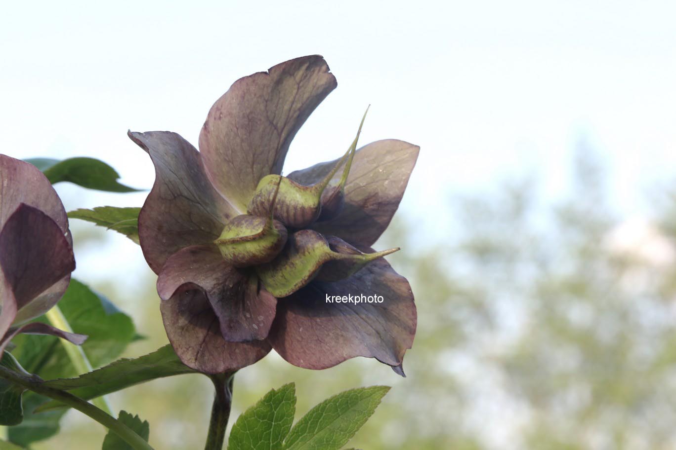 Helleborus orientalis 'Pretty Ellen'