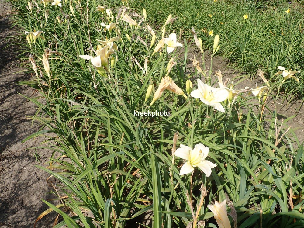 Hemerocallis 'Arctic Snow'